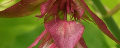 LEYCESTERIA formosa GOLDEN LANTERNS 'Notbruce' cov 01