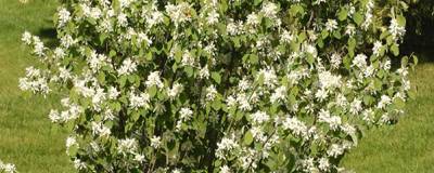 AMELANCHIER alnifolia 'OBELISK' cov 01