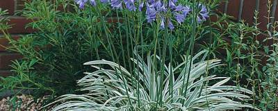 AGAPANTHUS SILVER MOON (R) 'Notfred' cov 01