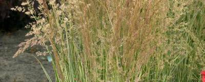 CALAMAGROSTIS x acutiflora 'OVERDAM' 01