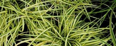 CAREX oshimensis 'EVERGOLD' 01