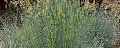 FESTUCA glauca 01