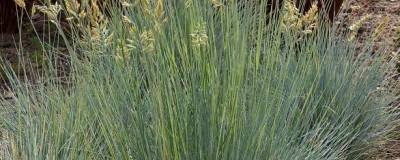 FESTUCA glauca 01