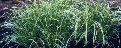 CAREX 'SILVER SCEPTRE' 01