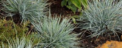 FESTUCA glauca 'ELIJAH BLUE' 01