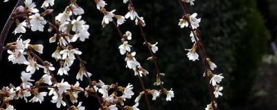 PRUNUS SNOW FOUNTAINS 'Snofozam' 01