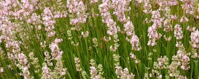 LAVANDULA angustifolia 'ROSEA' 01