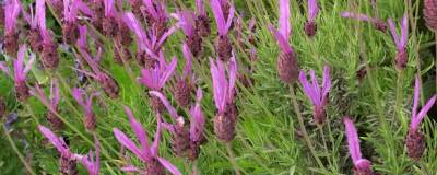 LAVANDULA stoechas ssp. pedunculata 01