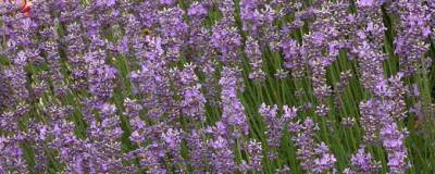 LAVANDULA angustifolia 'MUNSTEAD' 01