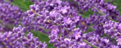 LAVANDULA angustifolia 'HIDCOTE' 01