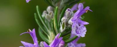 ROSMARINUS officinalis 01