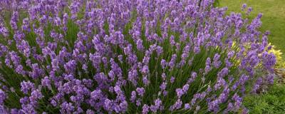 LAVANDULA angustifolia 'DWARF BLUE' 01