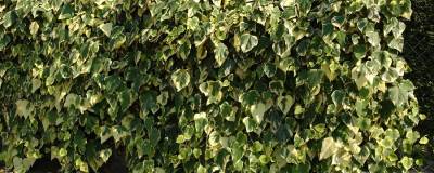 HEDERA algeriensis 'GLOIRE DE MARENGO' 01