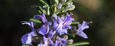 ROSMARINUS officinalis 'CORSICAN BLUE' 01