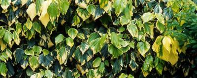 HEDERA colchica 'DENTATA VARIEGATA' 01