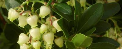 ARBUTUS unedo 01