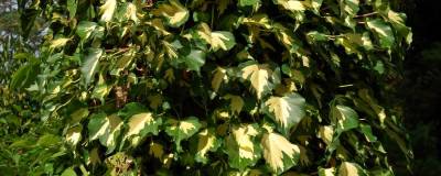 HEDERA helix 'GOLDHEART' 01