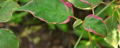 CORNUS alternifolia PINKY SPOT (R) 'Minpinky' 01