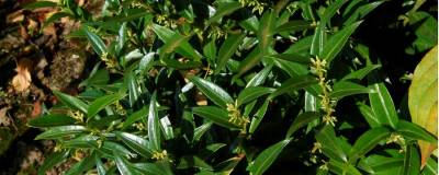 SARCOCOCCA ruscifolia 'DRAGON GATE' 01