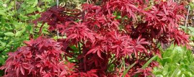 ACER palmatum 'SHAINA' 01