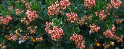 ARBUTUS unedo 'RUBRA' 01