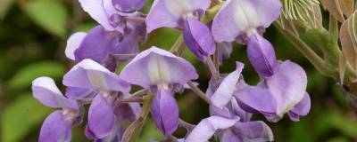 WISTERIA venusta 'OKAYAMA' 01