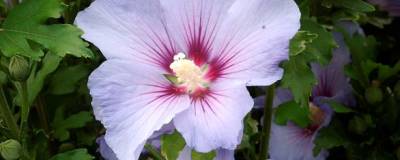 HIBISCUS syriacus 'OISEAU BLEU' 01