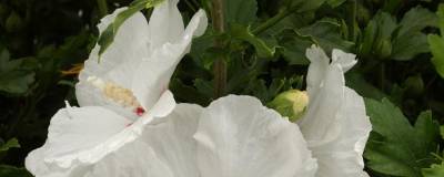 HIBISCUS syriacus 'RED HEART' 01