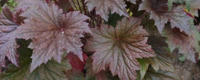 HEUCHERA x 'Copper Dinosaur' cov 01