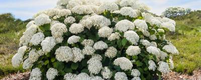 HYDRANGEA arborescens FE (R) FLOWERWOW (R) 'Baiful' cov 01