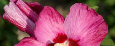 HIBISCUS syriacus 'WOODBRIDGE' 01