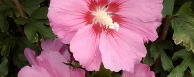 HIBISCUS syriacus PINK GIANT (R) 'Flogi' 01