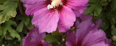 HIBISCUS syriacus RUSSIAN VIOLET (R) 'Floru' 01