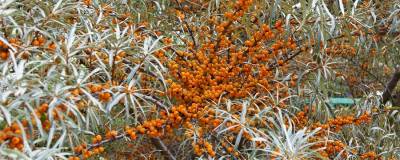 HIPPOPHAE rhamnoides 01