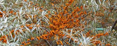 HIPPOPHAE rhamnoides 01