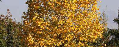 LIRIODENDRON tulipifera JFS EMERALD CITY (R) 'JFS-OZ' 01