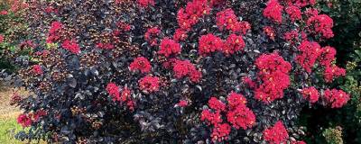 LAGERSTROEMIA indica FE (R) SHADOW MAGIC (R) 'Baillagtwo' cov 01