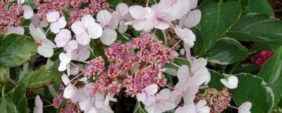 HYDRANGEA macrophylla 'TRICOLOR' 01