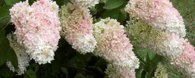 HYDRANGEA paniculata 'GRANDIFLORA' 01