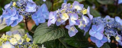 HYDRANGEA macrophylla ENDLESS SUMMER (R) POP STAR (R) BLEU ‘Bailmacsix’ cov 01