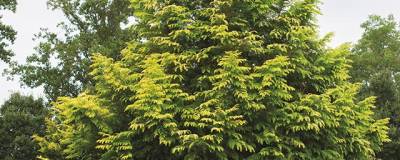 METASEQUOIA glyptostroboides AMBER GLOW (R) 'WAH 08AG' cov 01