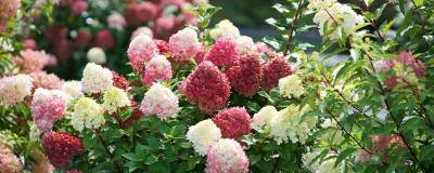 HYDRANGEA paniculata PW (R) LITTLE LIME (R) PUNCH 'SMNHPH' cov 01