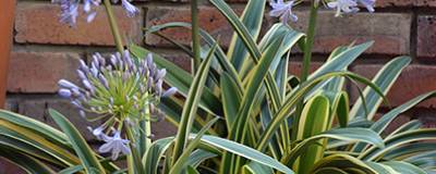 AGAPANTHUS praecox 'Zambezi' cov 01