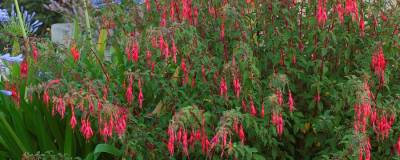 FUCHSIA 'RICCARTONII' 01