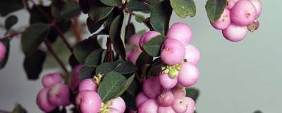 SYMPHORICARPOS 'Sofie' cov 01