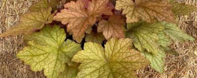 HEUCHERA x PEACHY DINOSAUR cov 01