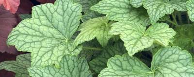 HEUCHERA VEGGY DINOSAUR cov 01