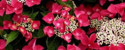 HYDRANGEA macrophylla 'TELLER ROTSCHWANZ' 01