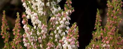 ERICA arborea x veitchii GREAT STAR (R) 'Le Vasterival' 01