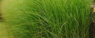 MISCANTHUS sinensis 'GRACILLIMUS' 01